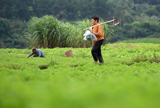 圖4  精品蔬菜園里到處是忙碌的身影.jpg
