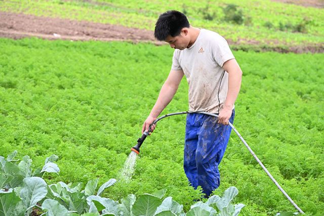 圖5  菜農對紅蘿卜進行肥水管理.jpg