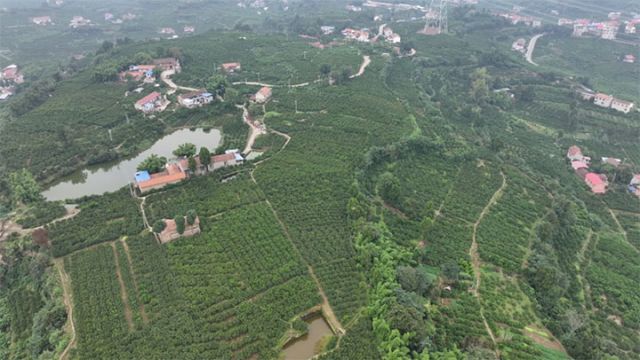 圖1  柑橘林 拷貝.jpg