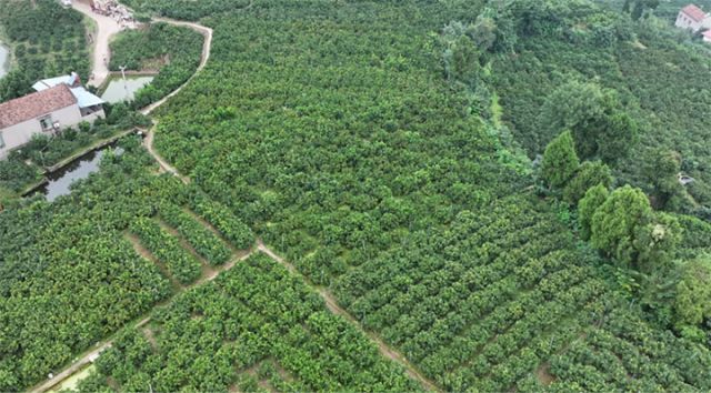 圖2  柑橘林 拷貝.jpg