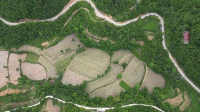 圖1  板橋鎮(zhèn)宋家坪蔬菜基地的蔬菜梯田（王瑋 攝）.jpg