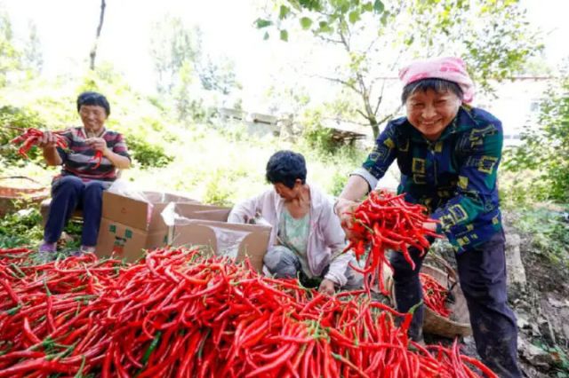 圖3  薛坪鎮(zhèn)普陀庵村的辣椒種植園（劉江 攝）.jpg
