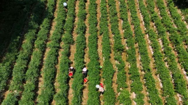 圖4  薛坪鎮(zhèn)普陀庵村辣椒種植基地（劉江攝）.jpg
