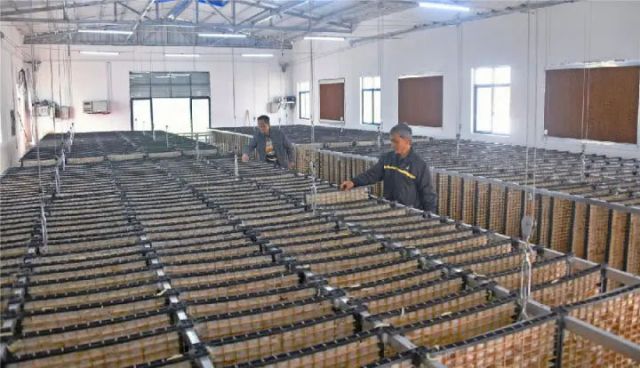 圖2  忻城縣紅渡鎮(zhèn)六納村標準化養(yǎng)蠶基地。（藍春青 攝）.jpg