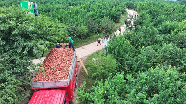 圖1  檸檬基地里繁忙的采收?qǐng)鼍?。王仲? 攝.jpg