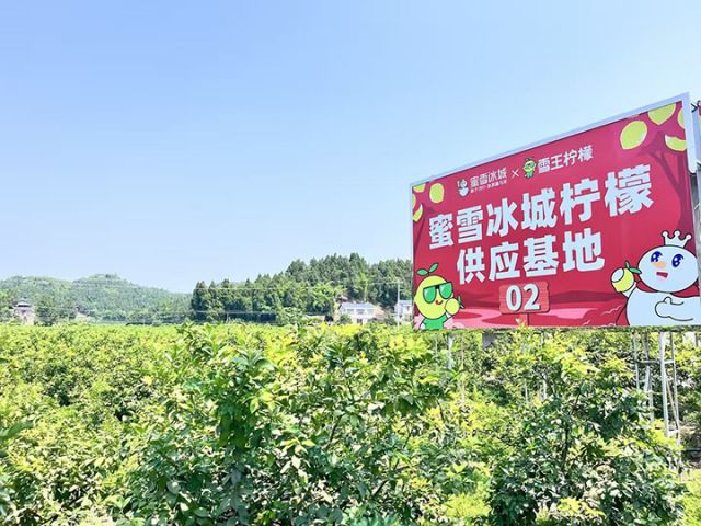 圖4  安岳蜜雪冰城檸檬供應(yīng)基地。受訪者  供圖.jpg