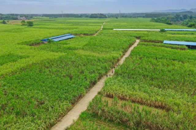 圖1  申安村的甘蔗林（張保軍 攝）.jpg