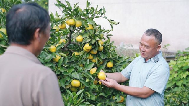 圖1  劉樹文指導(dǎo)柑橘種植.jpg