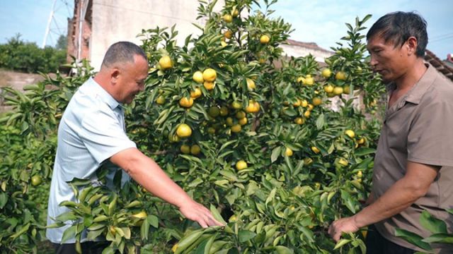 圖3  劉樹文指導(dǎo)柑橘種植.jpg