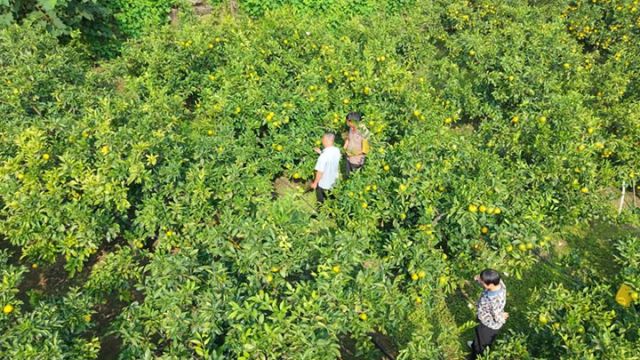 圖4  劉樹文指導(dǎo)柑橘種植.jpg