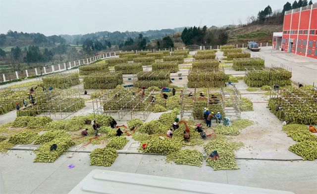 圖7  桃屋（四川）食品有限公司榨菜晾曬場 拷貝.jpg