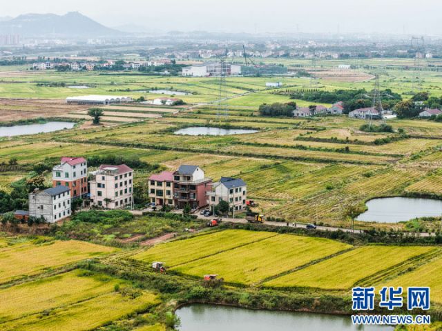 圖1  10月22日，收割機(jī)在塘雅鎮(zhèn)萬畝良田示范區(qū)收割水稻（無人機(jī)照片）。 拷貝.jpg