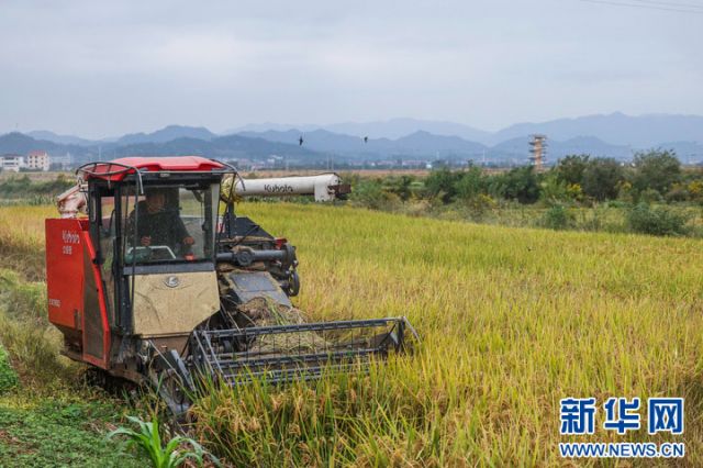 圖2  10月22日，收割機(jī)在塘雅鎮(zhèn)萬畝良田示范區(qū)收割水稻。 拷貝.jpg