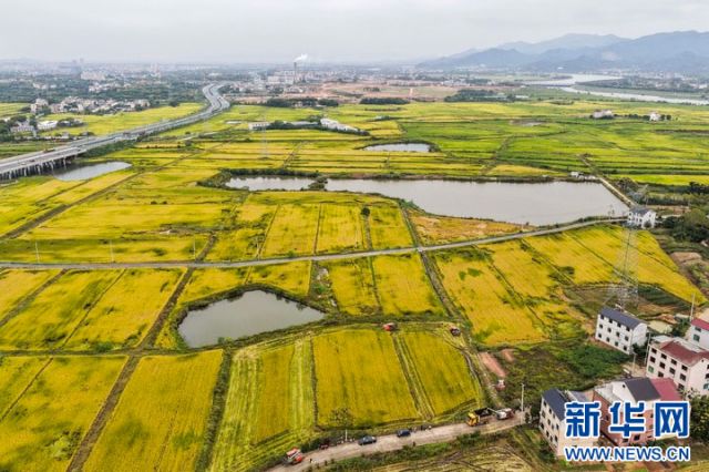 圖3  10月22日，空中俯瞰塘雅鎮(zhèn)萬畝良田示范區(qū)（無人機(jī)照片）。 拷貝.jpg
