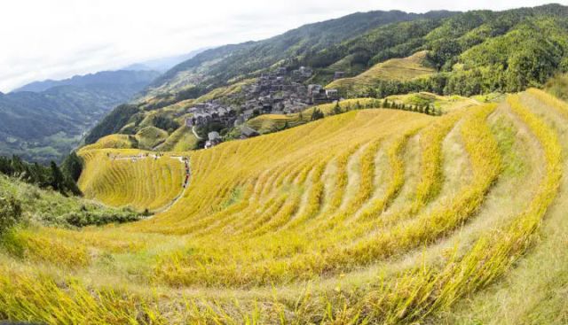 圖2  龍脊梯田美景（伍文悄 攝）.jpg
