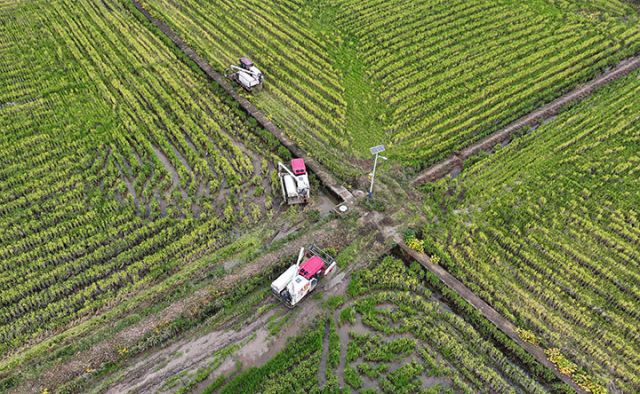 圖1  10月26日，內(nèi)江市東興區(qū)田家鎮(zhèn)趙家壩社區(qū)，當(dāng)?shù)亟M織力量機(jī)收再生稻（無人機(jī)照片）。.jpg