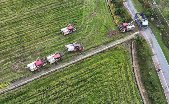 圖2  農(nóng)機(jī)手正在排隊(duì)等候再生稻裝車（無人機(jī)照片）.jpg