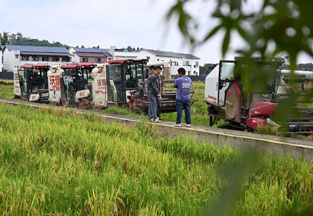 圖3  農(nóng)機(jī)手正在排隊(duì)等候再生稻裝車.jpg
