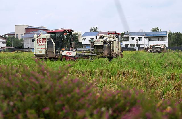 圖4  農(nóng)機(jī)手駕駛收割機(jī)收割再生稻.jpg