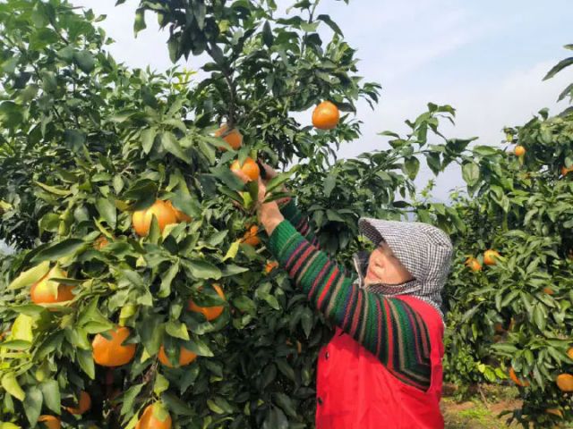 圖1  果農(nóng)正在采摘（肖麗華 攝）.jpg