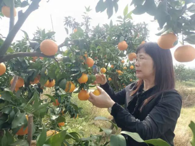 圖2  游客正在采摘（汪龍 攝).jpg