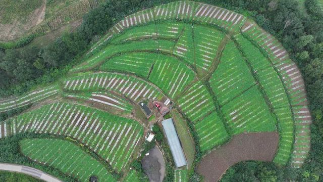 圖1  貝貝南瓜種植基地。閆凱 攝.jpg