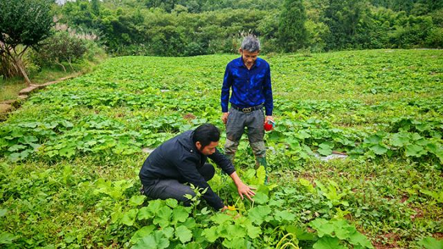 圖2  王澤勇（左一）正在查看貝貝南瓜長(zhǎng)勢(shì)情況。閆凱 攝.jpg