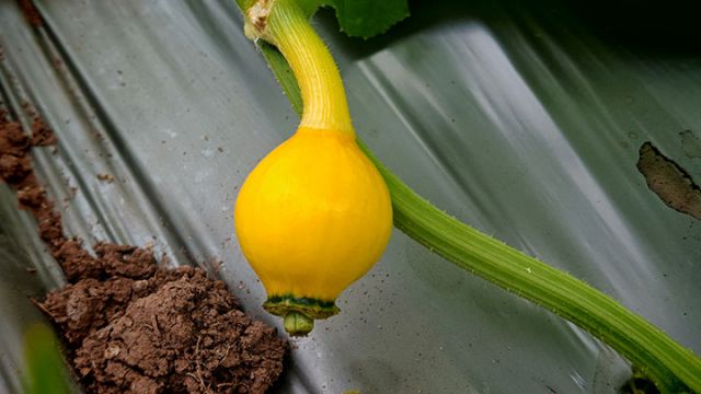 圖3  正在生長(zhǎng)的貝貝南瓜。閆凱 攝.jpg