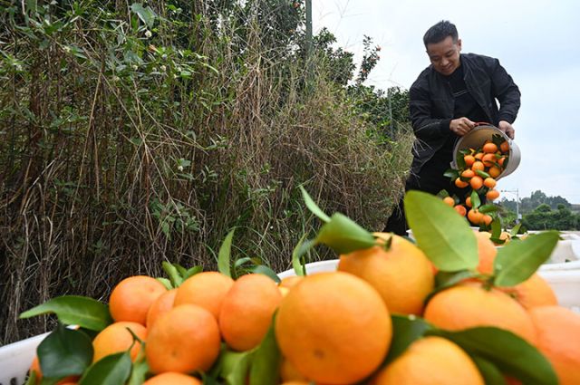 圖2  2025年11月7日，在四川省內(nèi)江市東興區(qū)富溪鎮(zhèn)天賜村柑橘種植基地，果農(nóng)正在采收柑橘。.jpg
