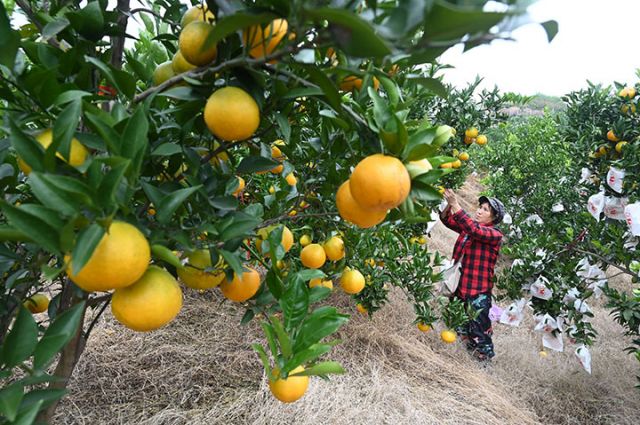 圖3 果農(nóng)正在給柑橘套袋.jpg