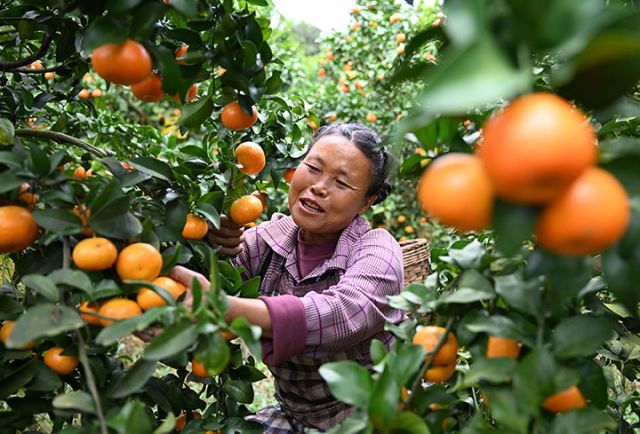 圖2  果農(nóng)忙著采收砂糖桔.jpg