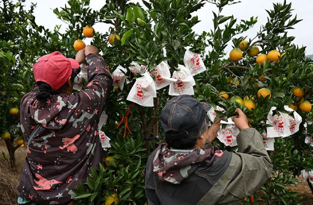 圖3  果農(nóng)忙著進行柑橘套袋作業(yè).jpg