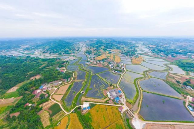 圖4  丹山鎮(zhèn)丹山河稻蝦種養(yǎng)帶.jpg