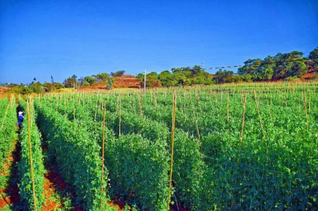 圖1  彌勒市西一鎮(zhèn)的豌豆尖（趙樹龍 攝）.jpg