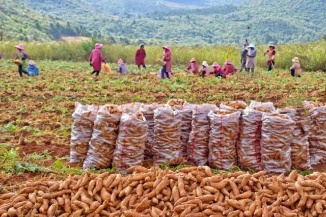 圖2  彌勒市福城街道的種植戶在采收紅薯（趙樹龍 攝）.jpg