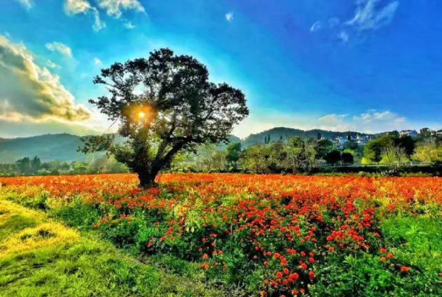 圖3  彌勒市西三鎮(zhèn)的萬(wàn)壽菊橘紅一片（趙樹龍 攝）.jpg