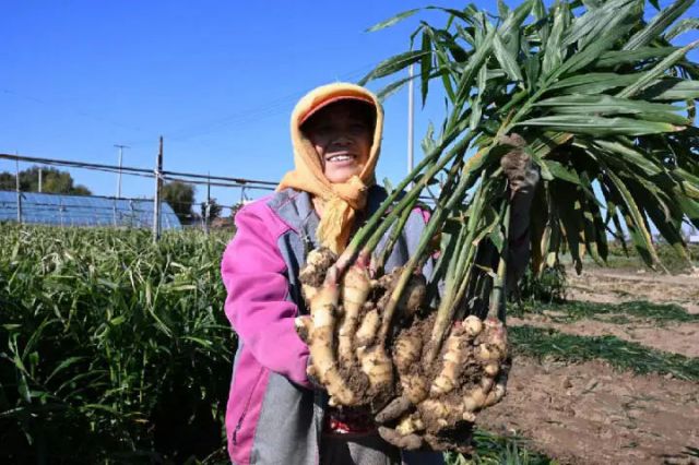 圖2  山東省青島市即墨區(qū)移風(fēng)店鎮(zhèn)女兒村的農(nóng)民展示剛收獲的生姜（張濤 攝）.jpg