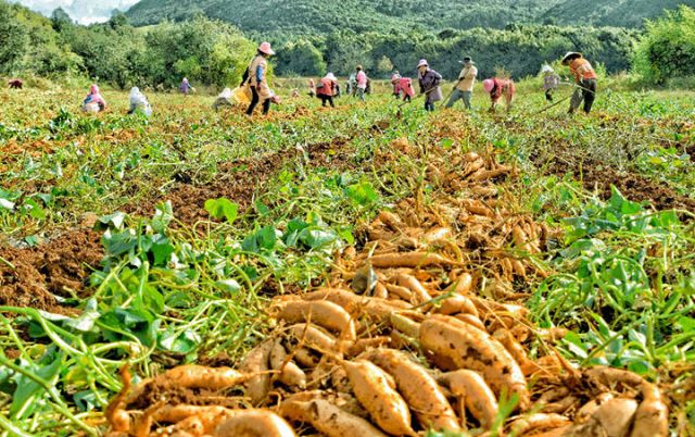 圖3 衛(wèi)瀘片區(qū)高標準農田項目區(qū)種植戶在采收紅薯 （趙樹龍 攝）.jpg