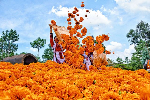 圖4 衛(wèi)瀘片區(qū)高標準農田項目區(qū)種植戶在采收萬壽菊  （趙樹龍 攝）.jpg