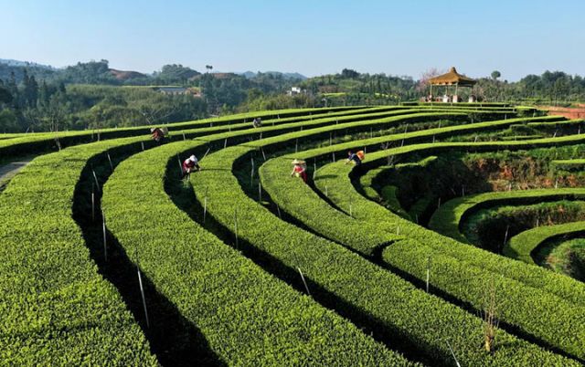 圖1  茶農(nóng)在大渡口鎮(zhèn)拂羽茶園采摘明前茶鮮葉。 &nbsp;廖勝春 攝.jpg