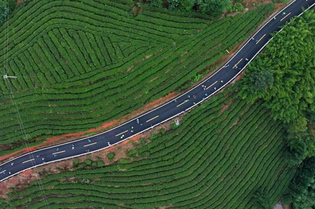 圖4  向溪而行”徒步選手沿鄉(xiāng)村公路經(jīng)過生機(jī)勃勃的茶園。 &nbsp;廖勝春 攝.jpg
