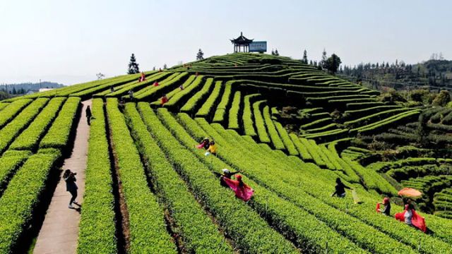 圖5  游客在梅嶺茶園里體驗采茶、拍照游玩。 &nbsp;廖勝春 攝.jpg