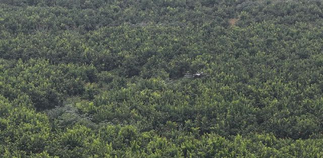 圖1  無人機(jī)馳騁于連片檸檬園。易奎西 攝.jpg