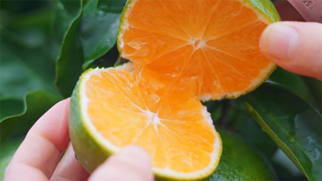 圖3  雁江蜜柑 拷貝.jpg