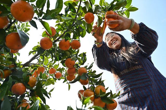 圖1 2025年11月20日，在四川省內(nèi)江市東興區(qū)白合鎮(zhèn)華山村，人們正在采收砂糖橘。 (2).jpg