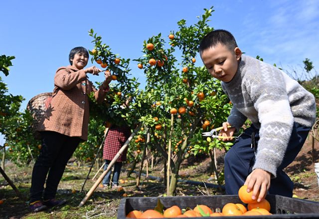 圖2 2025年11月20日，在四川省內(nèi)江市東興區(qū)白合鎮(zhèn)華山村，人們正在采收砂糖橘。 (1).jpg