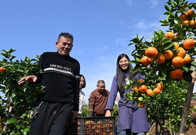 圖3 2025年11月20日，在四川省內(nèi)江市東興區(qū)白合鎮(zhèn)華山村，人們正在轉(zhuǎn)運(yùn)砂糖橘。 (1).jpg