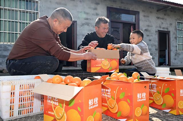 圖4 2025年11月20日，在四川省內(nèi)江市東興區(qū)白合鎮(zhèn)華山村，人們正為砂糖橘裝箱。.jpg
