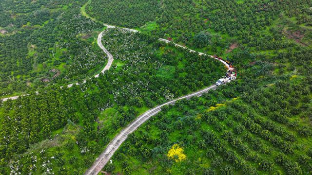 圖1  11月21日，在四川省內江市東興區(qū)雙橋鎮(zhèn)鳳天村柑橘種植基地，重慶客商上門采購砂糖桔。.jpg