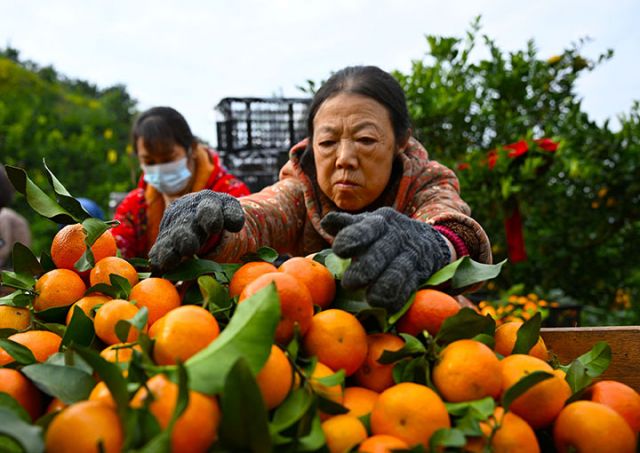 圖3  專合社社員和果農正在把新鮮采摘的砂糖桔分揀、裝框。.jpg